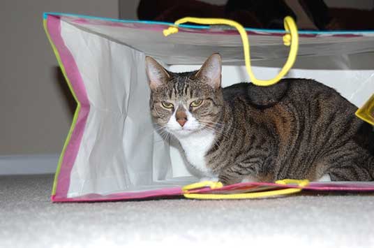 shopping bag cat
