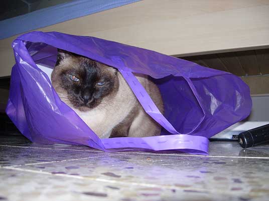 bag cat