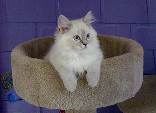 himalayan cat