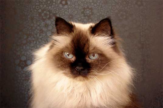 himalayan cat