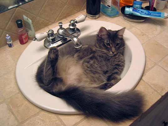 basin cat