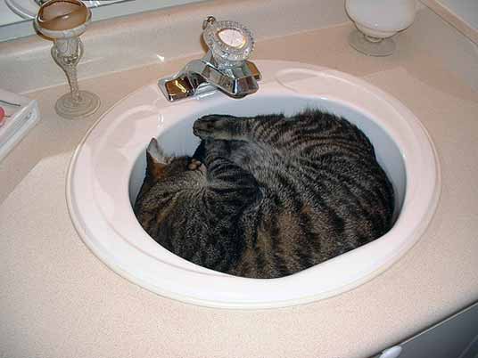 basin cat