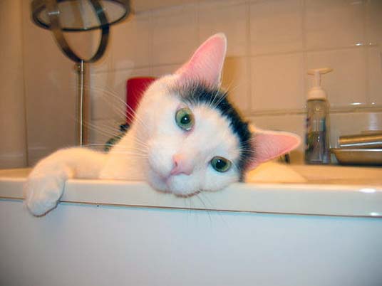 basin cat