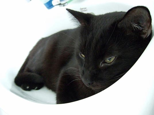 basin cat