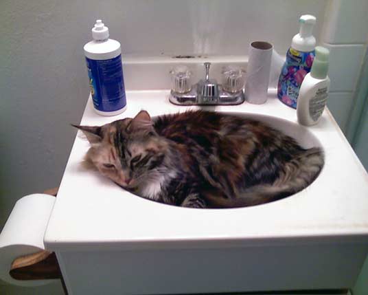 basin cat