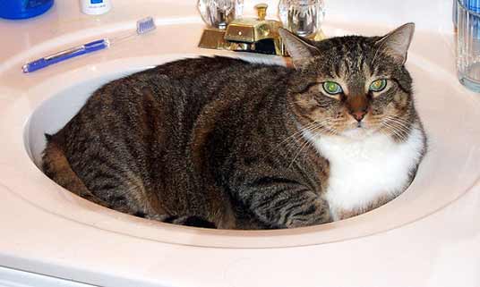 basin cat