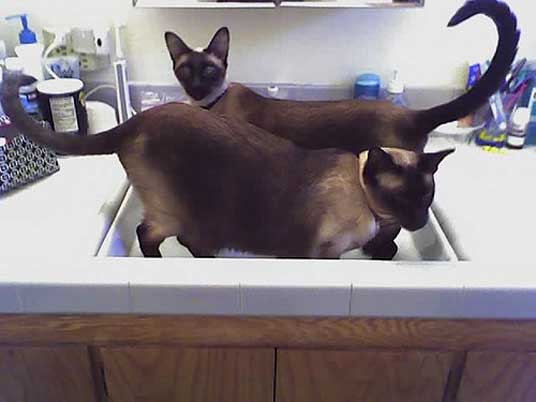 two basin cats