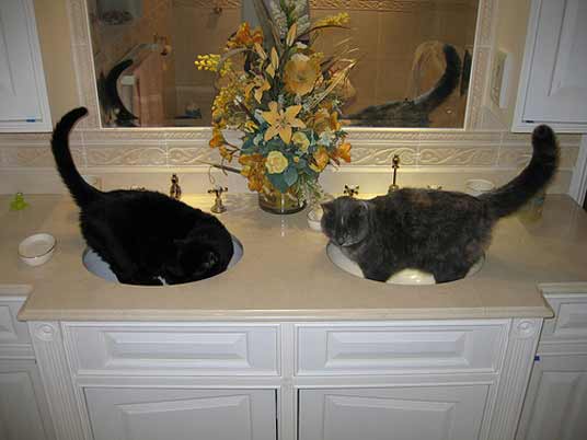 two basin cats