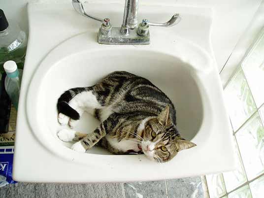 basin cat