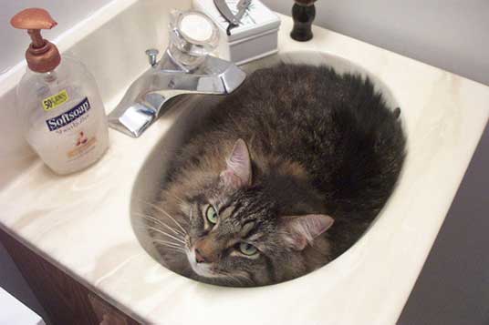 basin cat