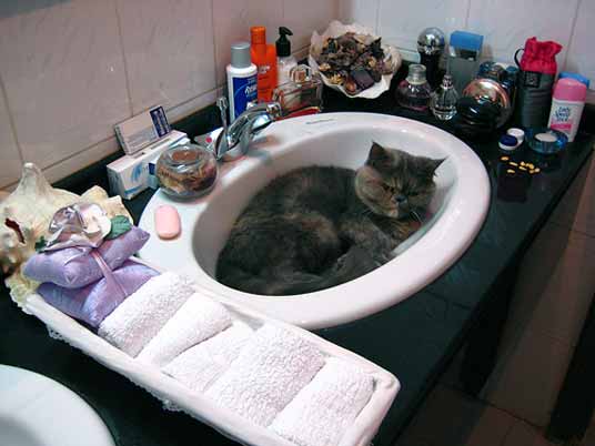 basin cat