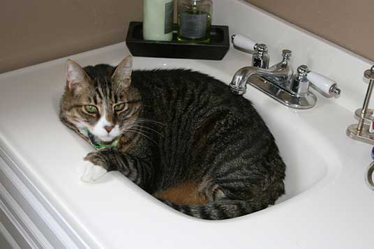 basin cat