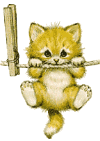 hanging kitten