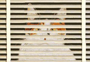 venetian blinds
