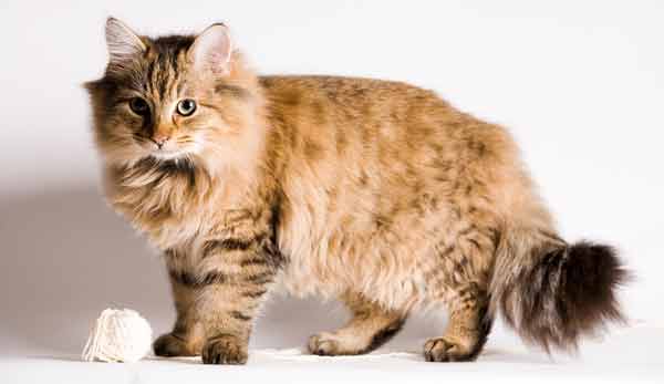 Maine Coon Cat