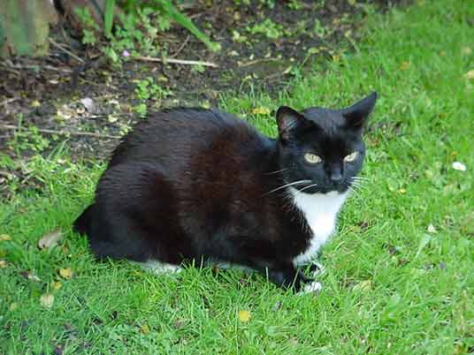 manx cat