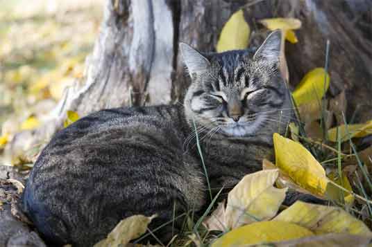 manx cat