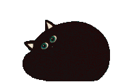 black cat