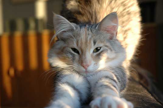 norwegian forest cat