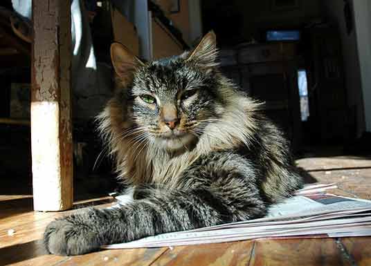 norwegian forest cat