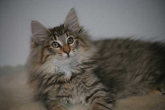 norwegian forest cat