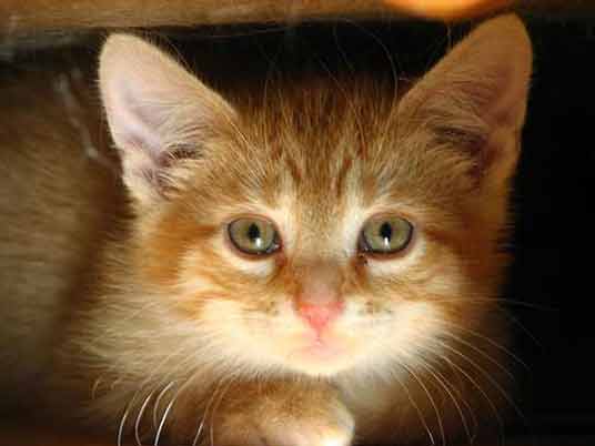 cute orange kitten
