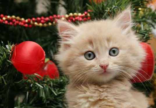 christmas kitten