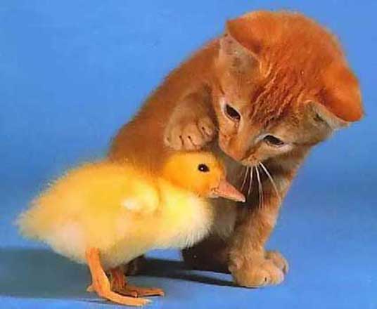 kitten with chick