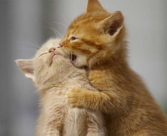biting kittens