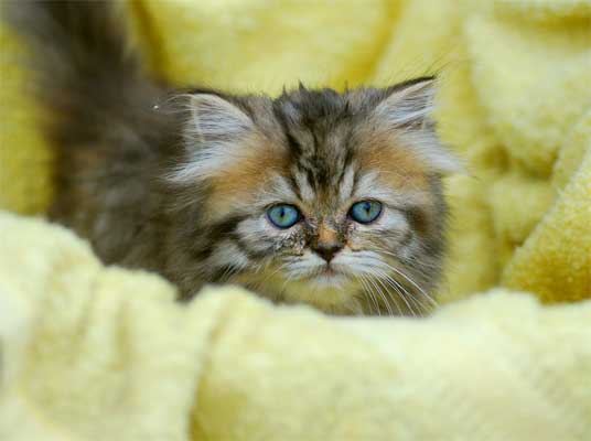 persian kitten