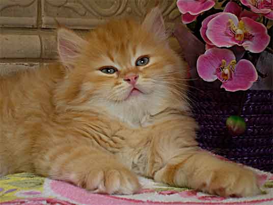 persian kitten