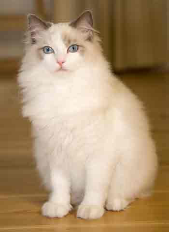 Ragdoll Cat