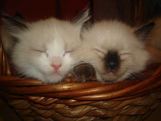 ragdoll kittens