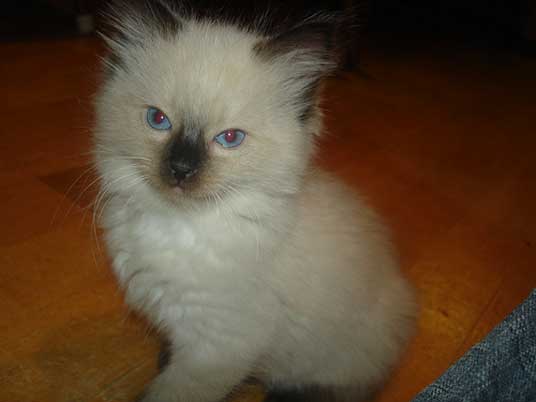 ragdoll kitten