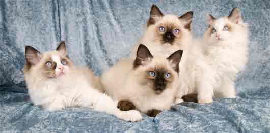 ragdoll kittens