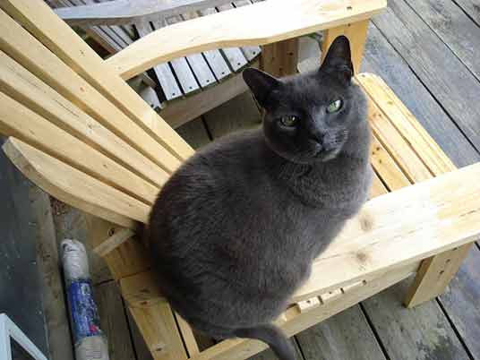 russian blue cat