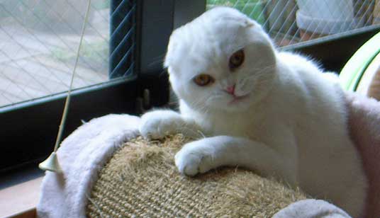 white scottish fold