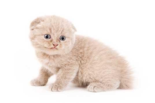 scottish fold kitten