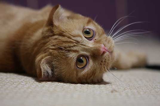 scottish fold kitten