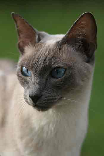 Siamese Cat