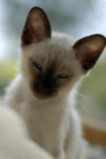 Siamese kitten