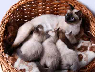 siamese litter