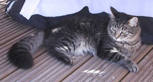 siberian cat