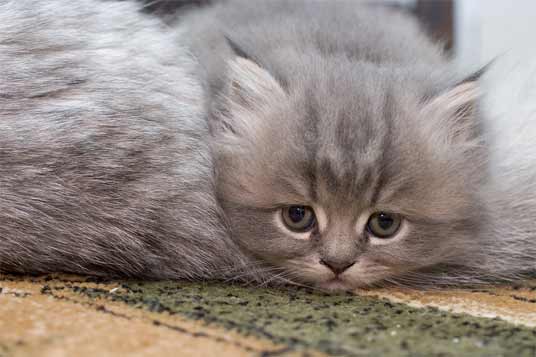 silver kitten