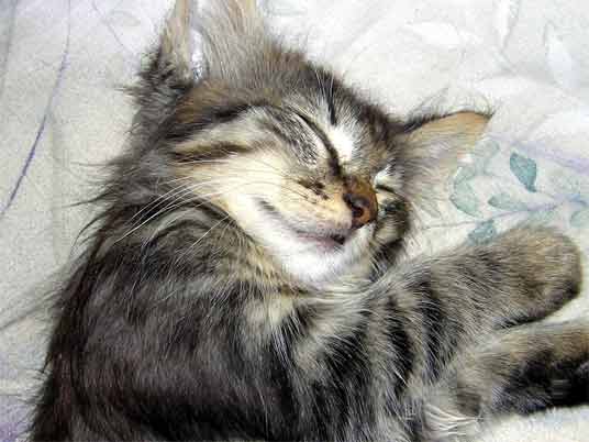 sleeping silver tabby