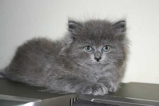 silver kitten