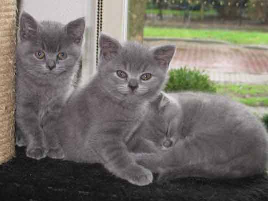 silver kittens