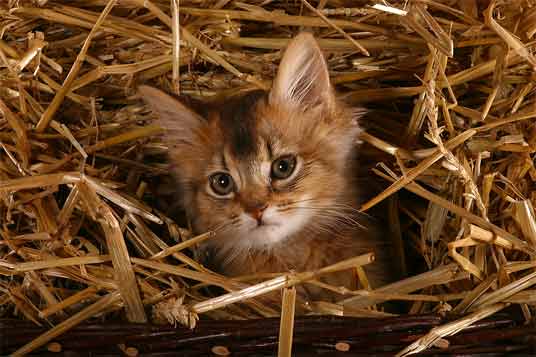 somali kitten