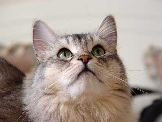 somali cat