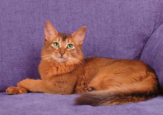 somali cat